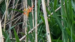 Chasmanthe floribunda