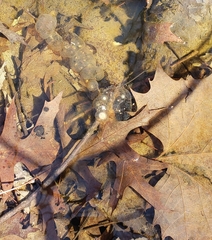 Ambystoma barbouri
