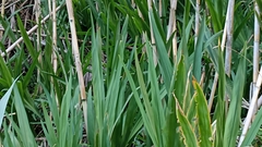 Chasmanthe floribunda