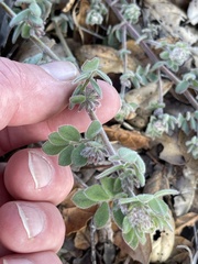 Acmispon heermannii