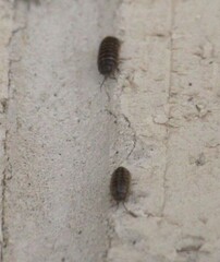 Armadillidium vulgare