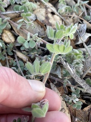 Acmispon heermannii