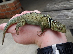 Sceloporus cyanogenys