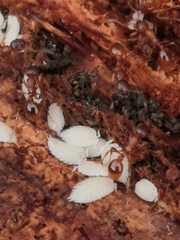 Platyarthrus hoffmannseggii