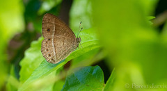 Mycalesis janardana