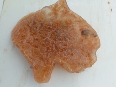 Botrylloides perspicuus