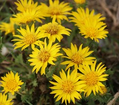 Rayjacksonia phyllocephala