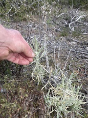 Pseudognaphalium beneolens