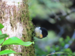 Petroica macrocephala