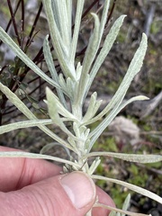 Pseudognaphalium beneolens