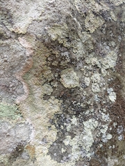 Lepraria membranacea