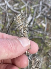 Pseudognaphalium beneolens