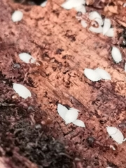 Platyarthrus hoffmannseggii