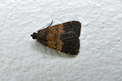 Hydrillodes funestalis