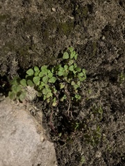 Parietaria floridana