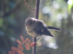 Petroica macrocephala macrocephala