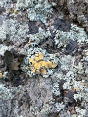 Rhizoplaca chrysoleuca