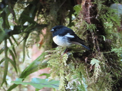 Petroica macrocephala