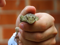 Sceloporus cyanogenys