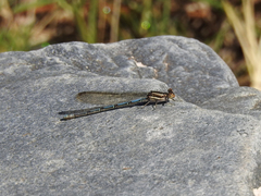 Argia joergenseni