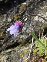 Dipterostemon capitatus