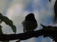 Petroica macrocephala