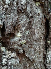 Lepraria membranacea