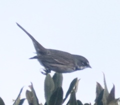 Artemisiospiza belli