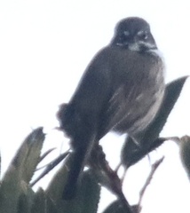 Artemisiospiza belli