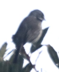 Artemisiospiza belli