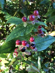 Hypericum androsaemum