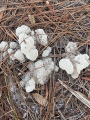 Cladonia evansii