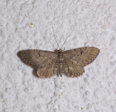 Eupithecia intricata