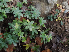 Alchemilla amphisericea