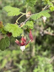 Ribes menziesii