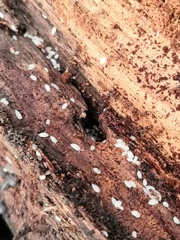 Platyarthrus hoffmannseggii