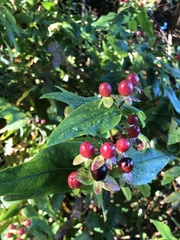 Hypericum androsaemum
