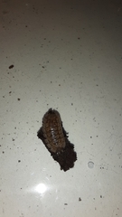 Armadillidium opacum