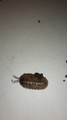 Armadillidium opacum