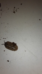 Armadillidium opacum
