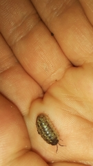 Armadillidium opacum