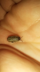 Armadillidium opacum