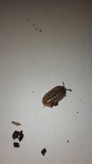 Armadillidium opacum
