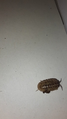 Armadillidium opacum