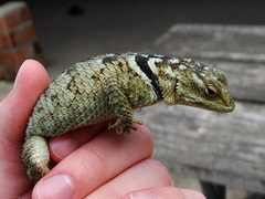 Sceloporus cyanogenys