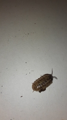 Armadillidium opacum