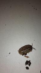 Armadillidium opacum