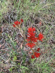 Haemodorum coccineum
