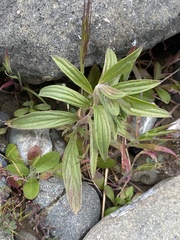 Trichostema lanceolatum