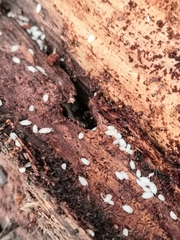 Platyarthrus hoffmannseggii